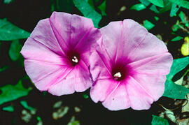 Campaneta ("Convolvulus arvensis")