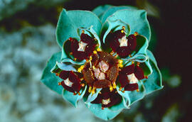 Floreta de pastor ("Euphorbia rigida")