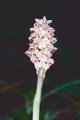 Orquídia ("Neotinea tridentata")