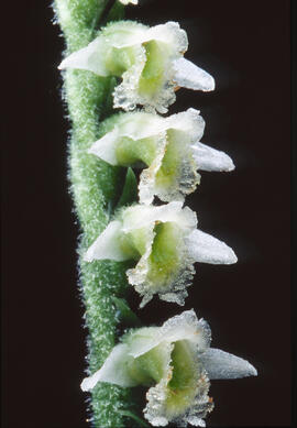Orquídia de tardor ("Spiranthes spiralis")