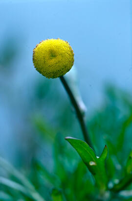 Cotula ("Cotula coronopifolia")