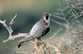 Falcó ("Falco peregrinus")