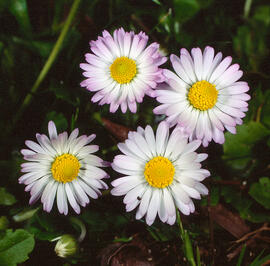 Margalida ("Bellis perennis")