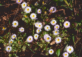 Margalida ("Bellis perennis")