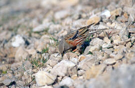 Xalambrí de muntanya ("Prunella collaris")
