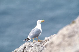 Gavina ("Larus michahellis")