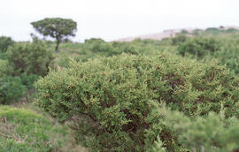 Savina ("Juniperus phoenicea")