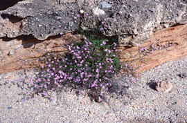 "Limonium virgatum"