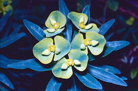 "Euphorbia helioscopia"