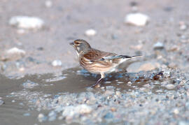 Picamosques ("Muscicapa striata")