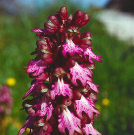 Botons de ca ("Orchis purpurea")