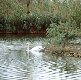 Cigne mut ("Cygnus olor")