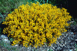 Gatosa ("Genista scorpius")