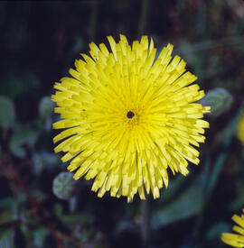 Pelosella ("Pilosella officinarum")
