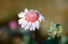 Margalida ("Bellis perennis")