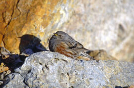 Xalambrí de muntanya ("Prunella collaris")