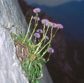 Senet de pobre ("Globularia vulgaris")