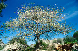 Cirerer o cirer ("Prunus avium")