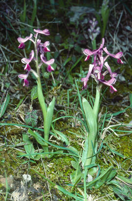 Orquídia ("Orchis mascula")