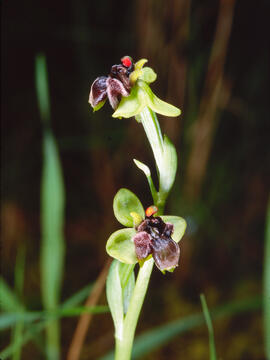Mosca vermella ("Ophrys tenthredinifera")