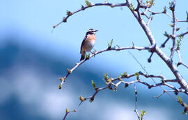 Vitrac ("Saxicola rubicola")