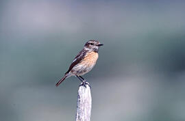 Vitrac ("Saxicola rubicola")