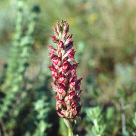 Abellera olorosa ("Anacamptis coriophora")