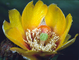 Figuera de moro ("Opuntia ficus-indica")