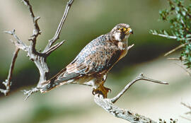 Falcó ("Falco peregrinus")