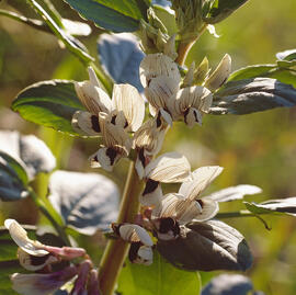 Fava ("Vicia faba")