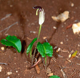 Llengua de frare ("Arisarum vulgare")