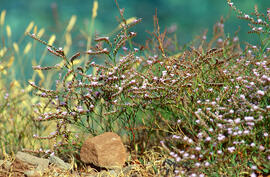 "Limonium vulgare"
