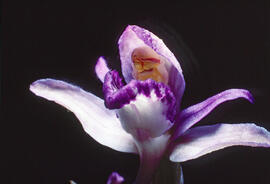 Clavell violaci ("Limodorum abortivum")