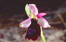 Abellera vermella ("Ophrys tenthredinifera")