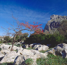 Cirerer de pastor ("Crataegus monogyna")
