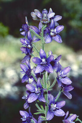 Caparra ("Delphinium")