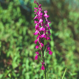 Orquídia ("Orchis palustris")