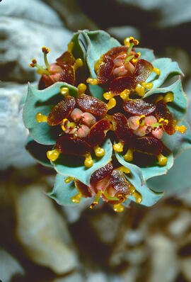 Floreta de pastor ("Euphorbia rigida")