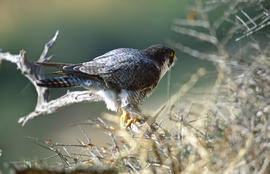 Falcó ("Falco peregrinus")