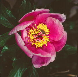 Peònia ("Paeonia mascula")