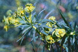Floreta de pastor ("Euphorbia rigida")