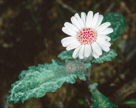 Camamil·la de la mar ("Senecio varicosus")