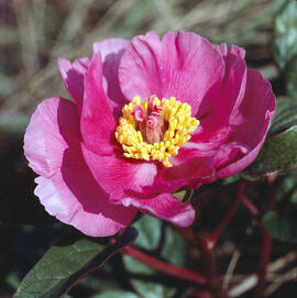 Peònia ("Paeonia mascula")