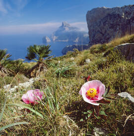 "Ranunculus glacialis"