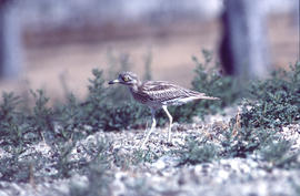 Sebel·lí ("Burhinus oedicnemus")