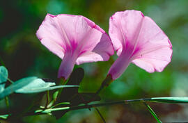 Campaneta de la mar ("Calystegia soldanella")