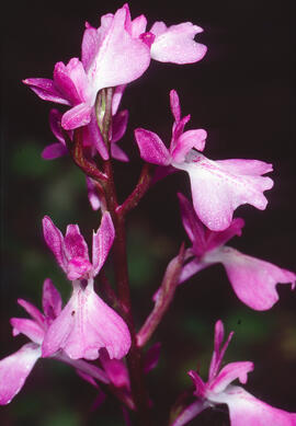 Botons de gos ("Anacamptis palustris")
