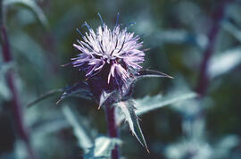Card blau ("Carthamus carduncellus")