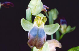 Mosca vermella ("Ophrys tenthredinifera")