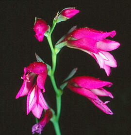 Gladiol ("Gladiolus illyricus")